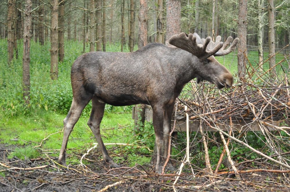 moose park in Småland