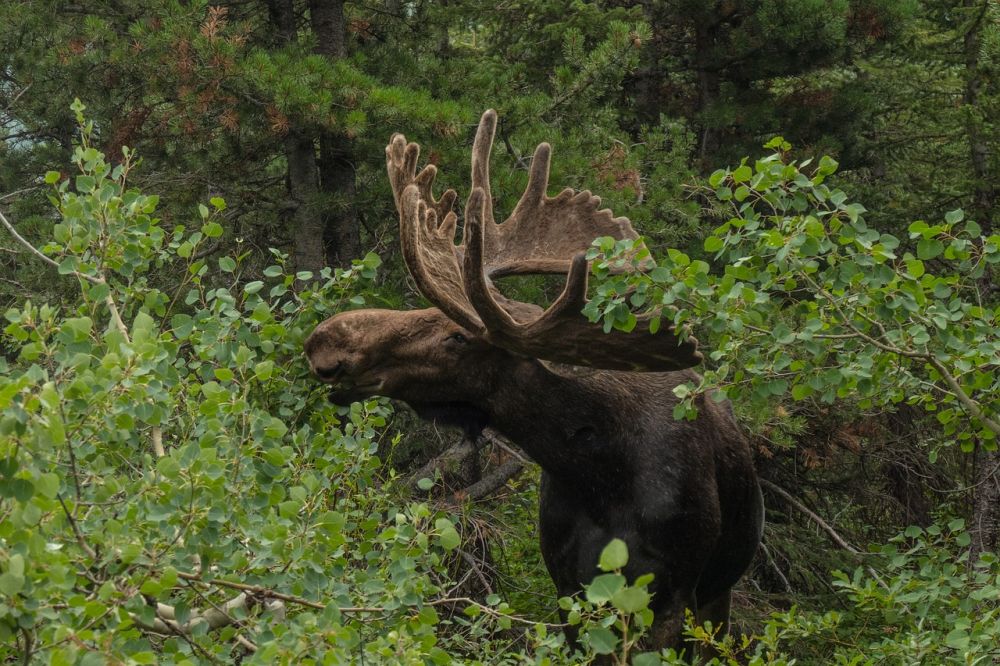 Moose safari