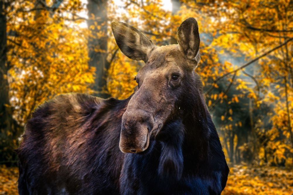 moose park in Småland