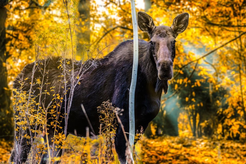 Moose safari