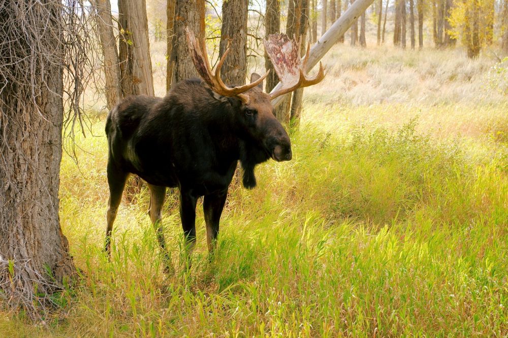 moose park in Sweden