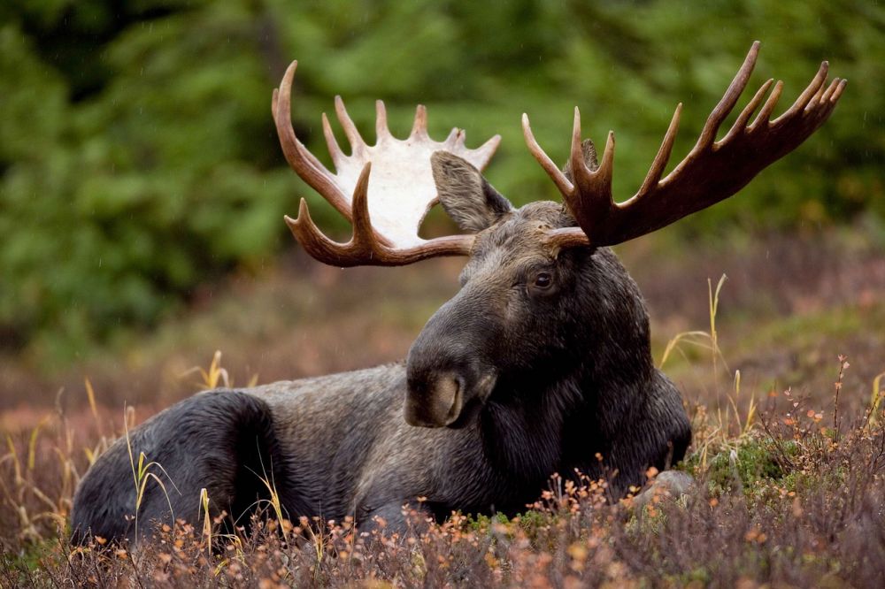 moose park in Sweden