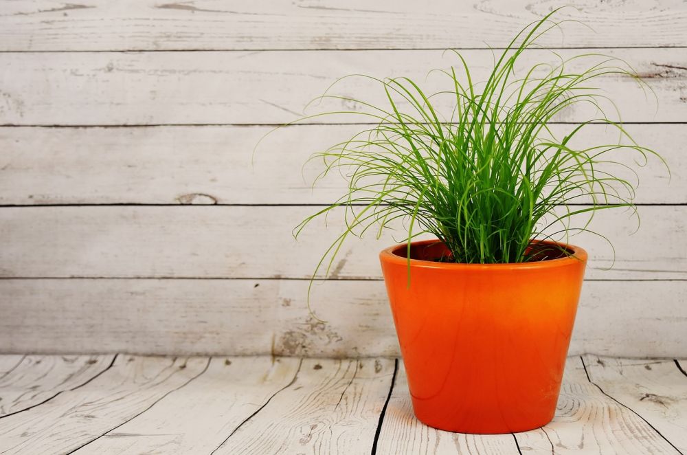 self-watering pots