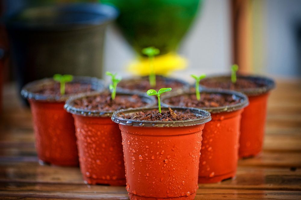 self-watering pots