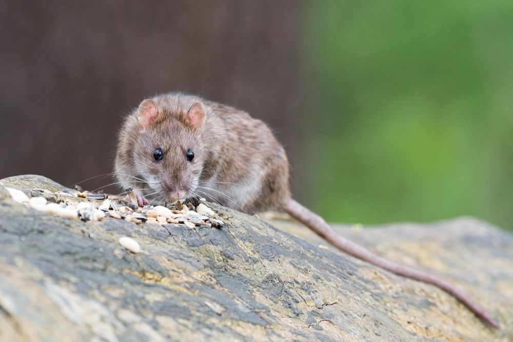 rat control