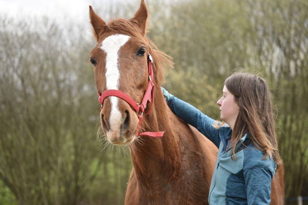 horse equipment