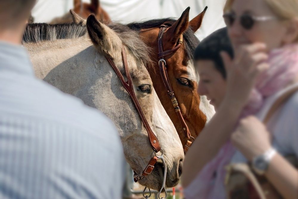 Animal communicator