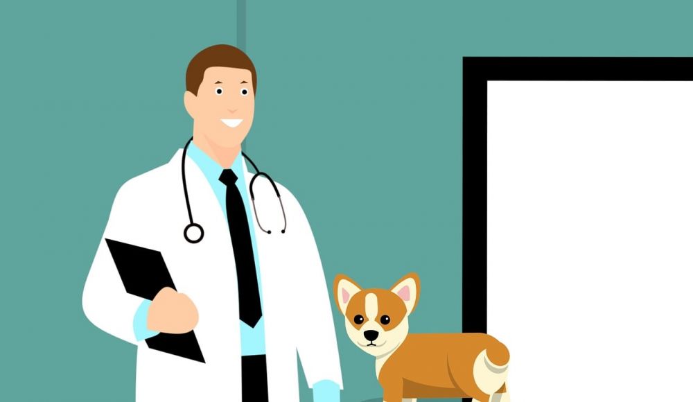 veterinarian Höllviken