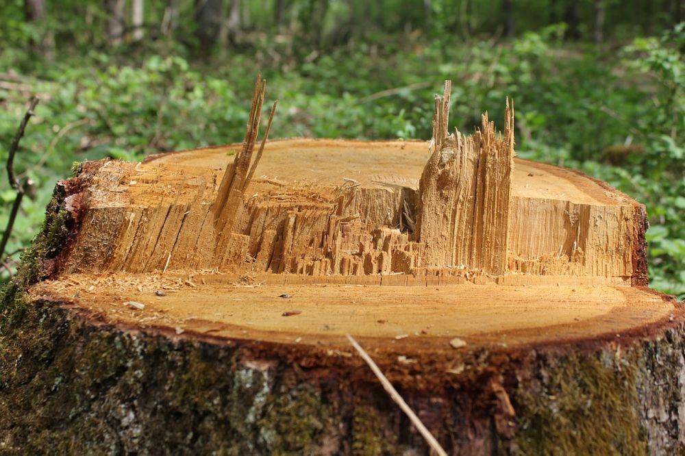 Forest clearing