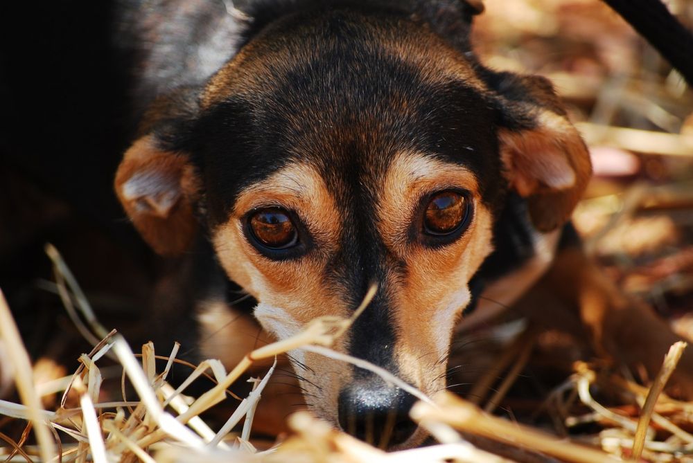 Dog boarding centre Nacka