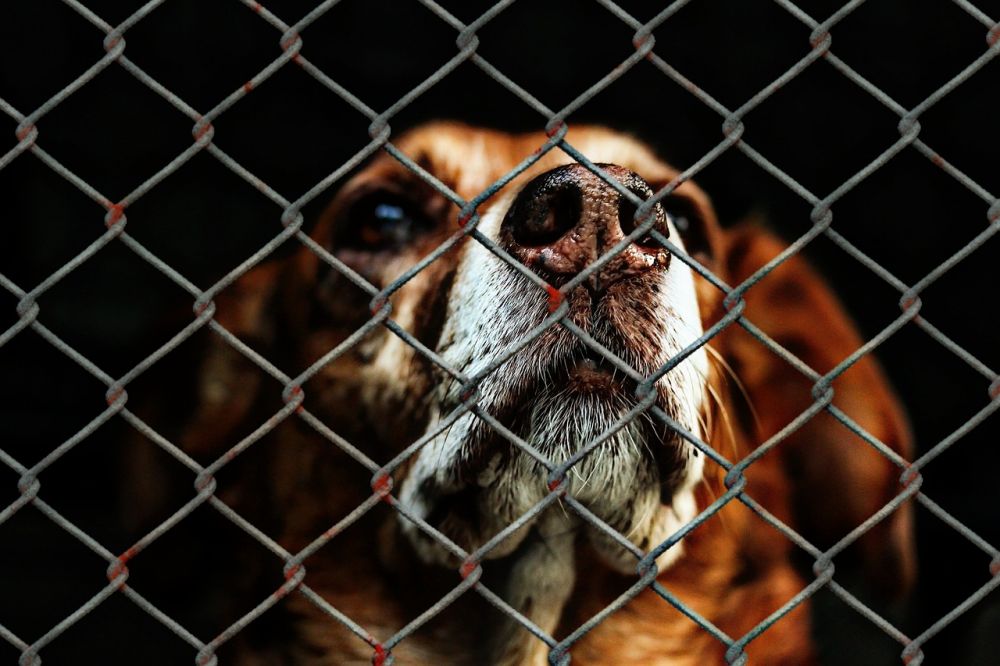 Dog boarding centre Nacka