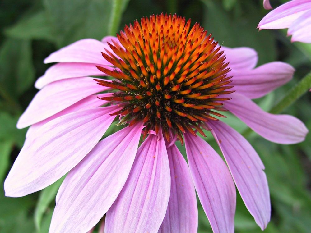 homeopathy treatment