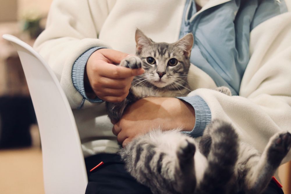 veterinarian Sollentuna