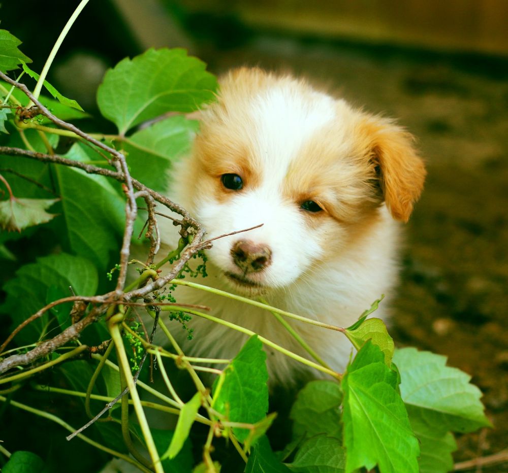 dog hotel