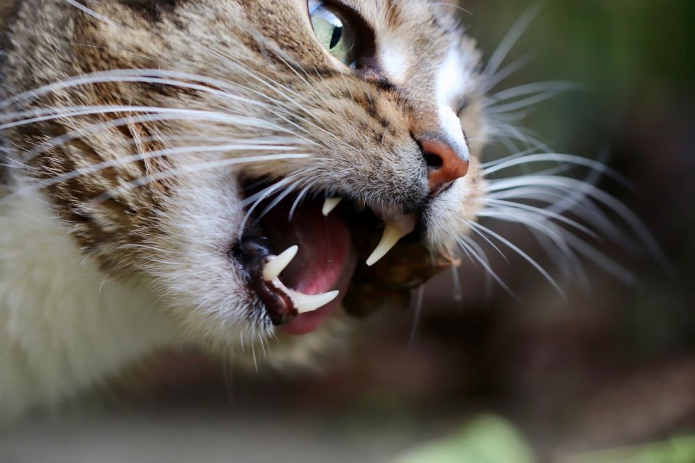 animal dentistry