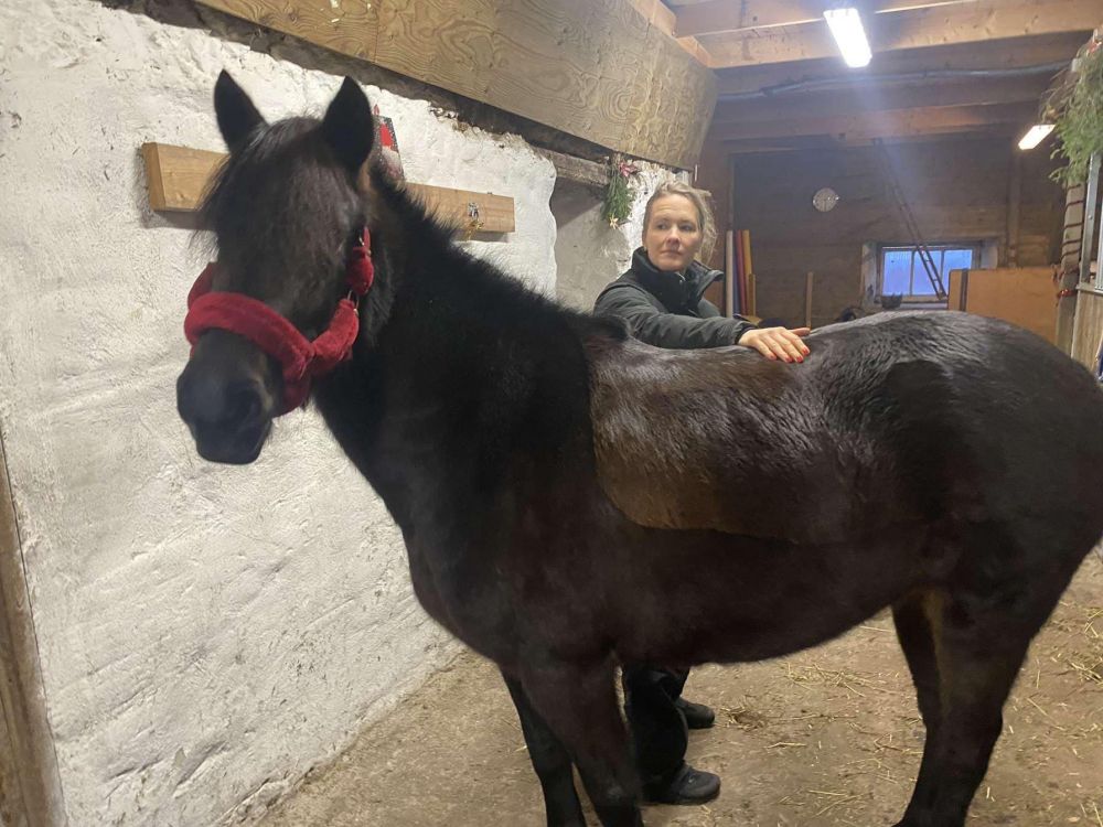 chiropractor horse