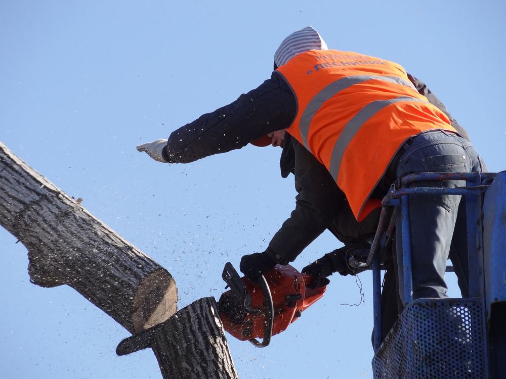 Tree care