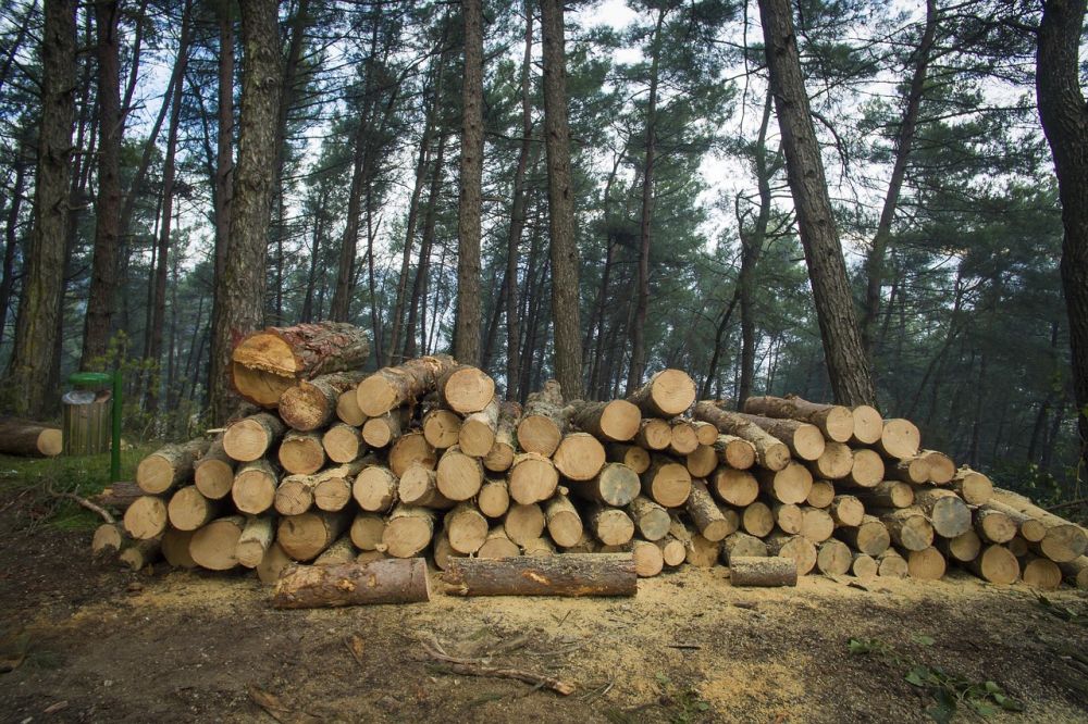 pruning trees