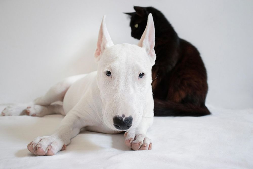 euthanisation of dogs