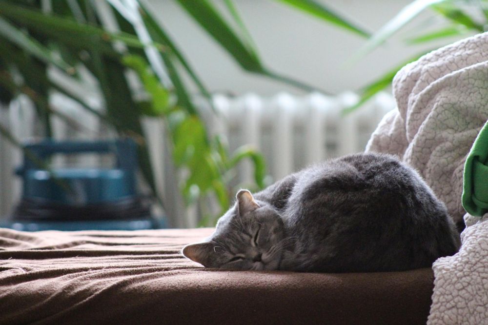 cat boarding house