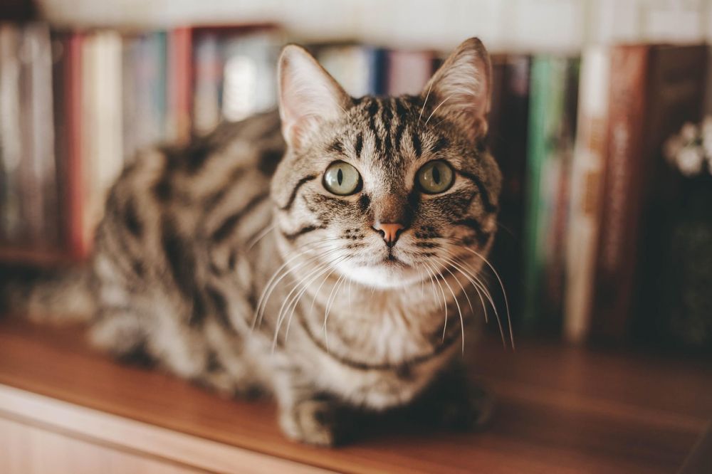 cat boarding house