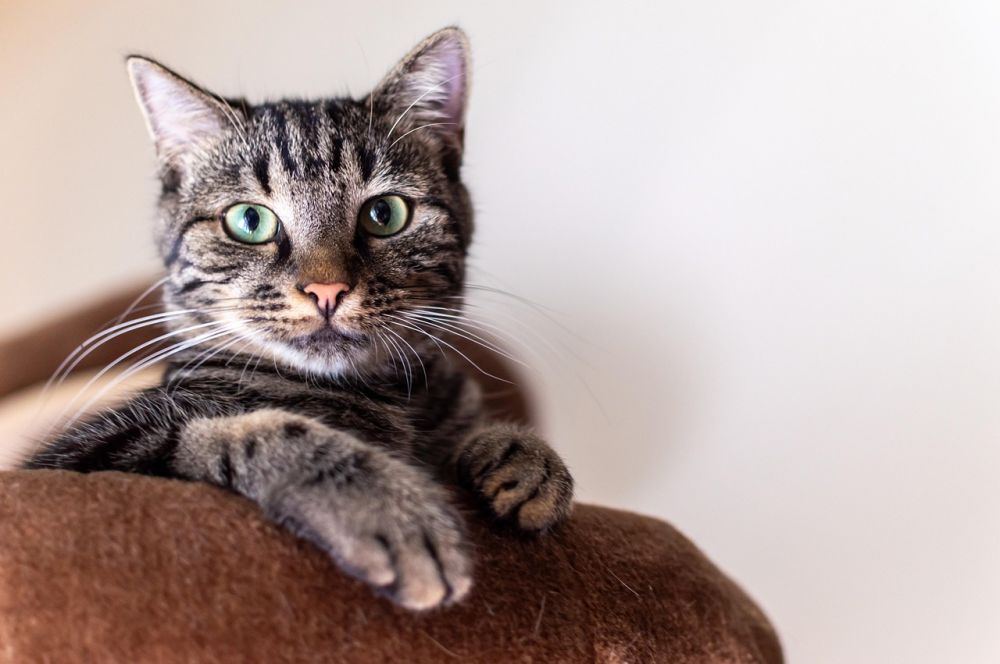cat boarding centre jönköping