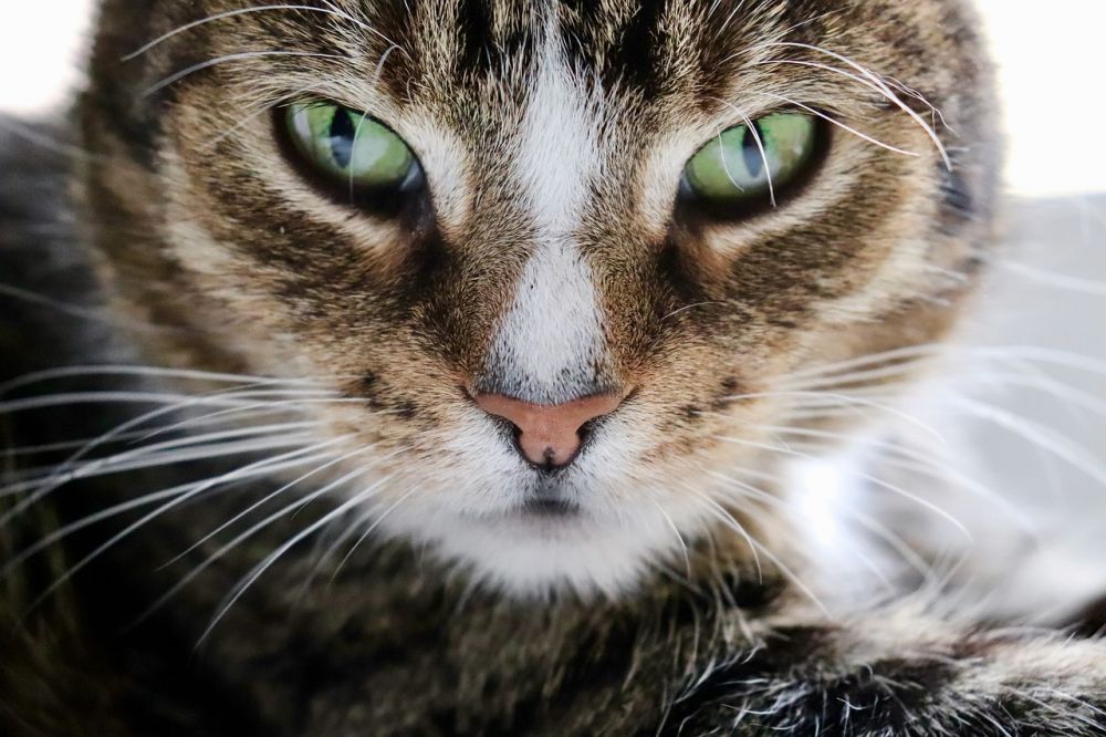 cat hotel jönköping