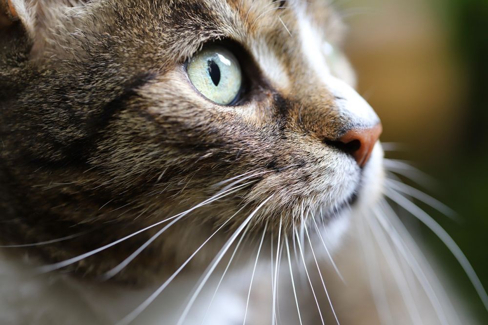 cat hotel jönköping