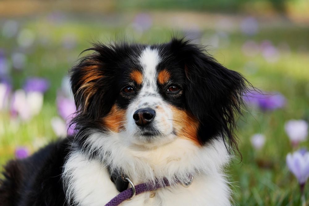 dog courses stockholm