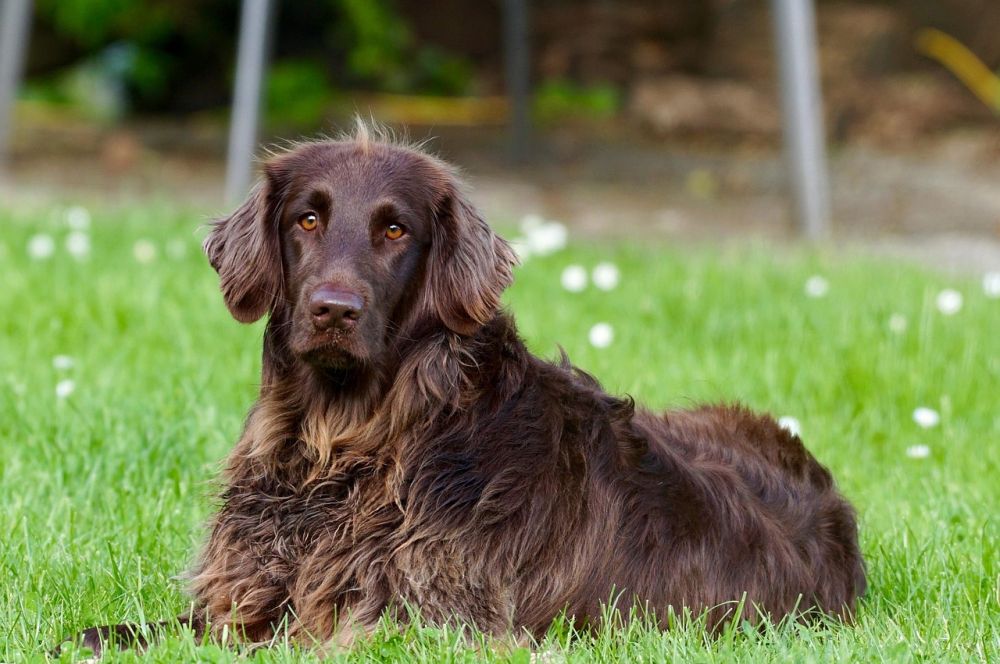 dog courses stockholm