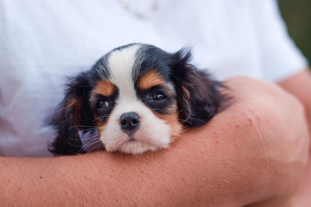 puppy course stockholm