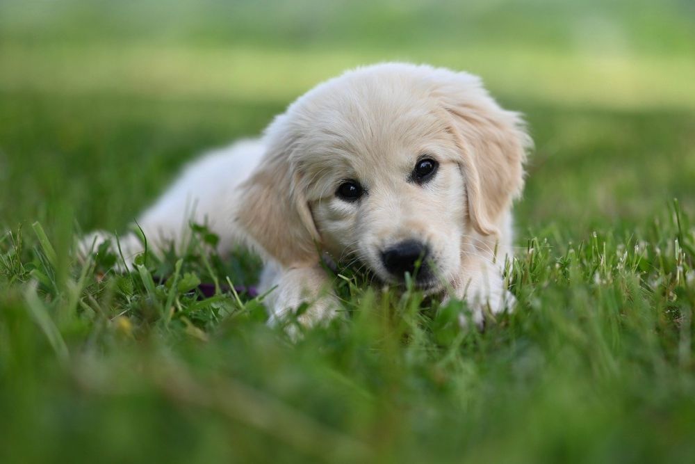 puppy course stockholm