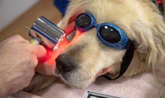 veterinary medical record system