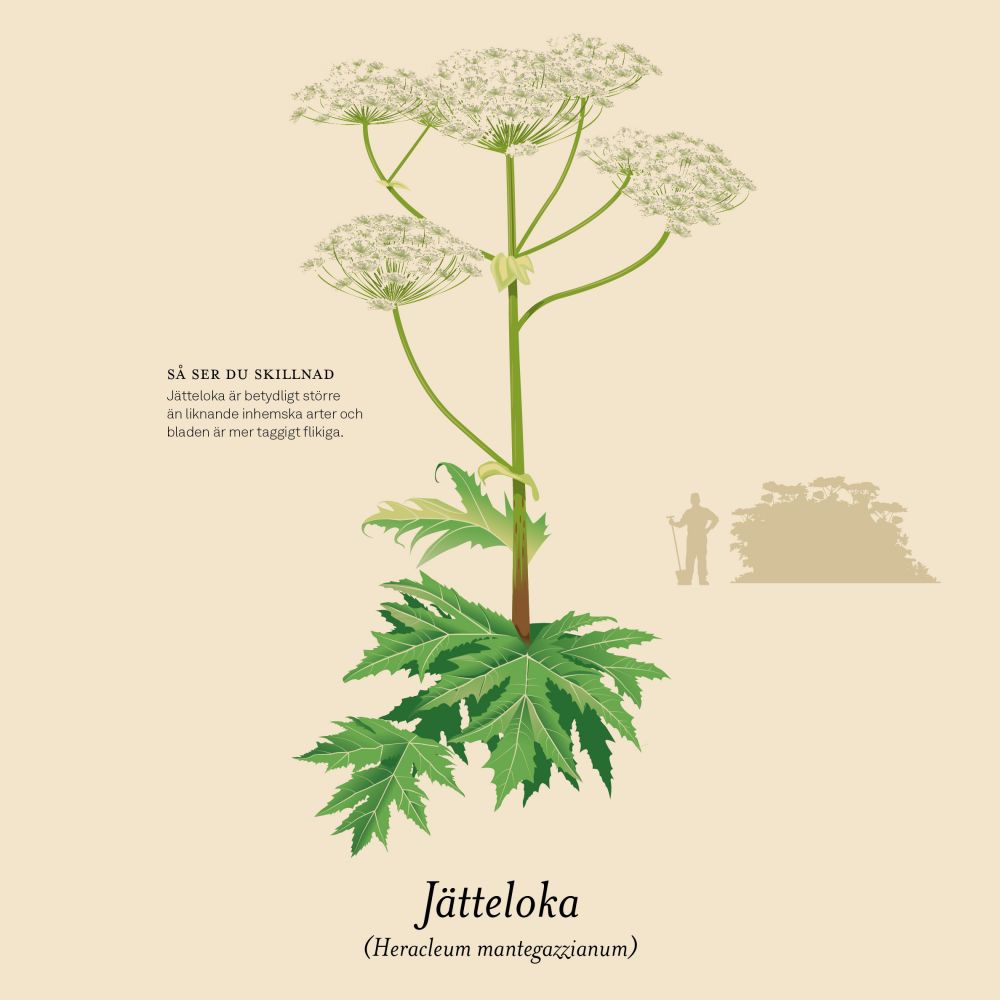 fighting invasive plants
