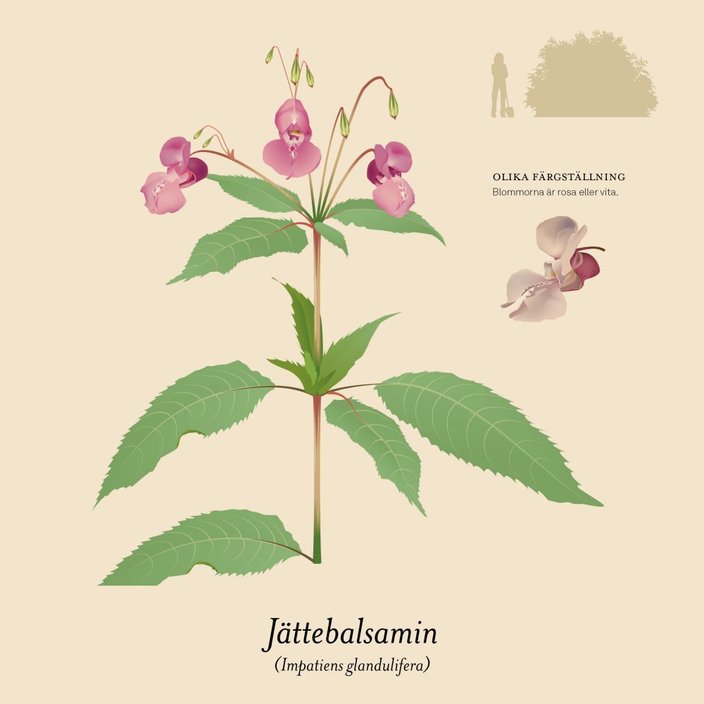 fighting invasive plants