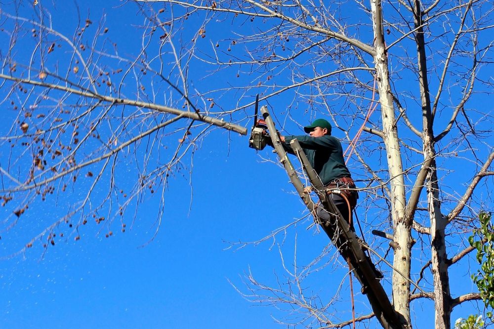 arborist Bromma