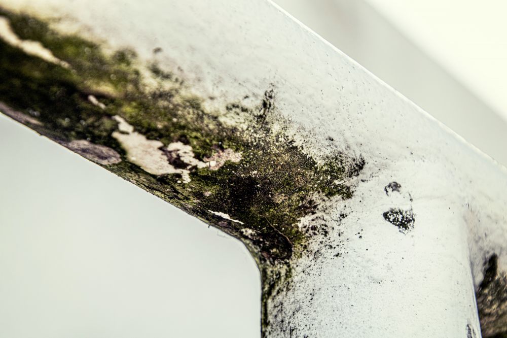 Mould fungus Aarhus