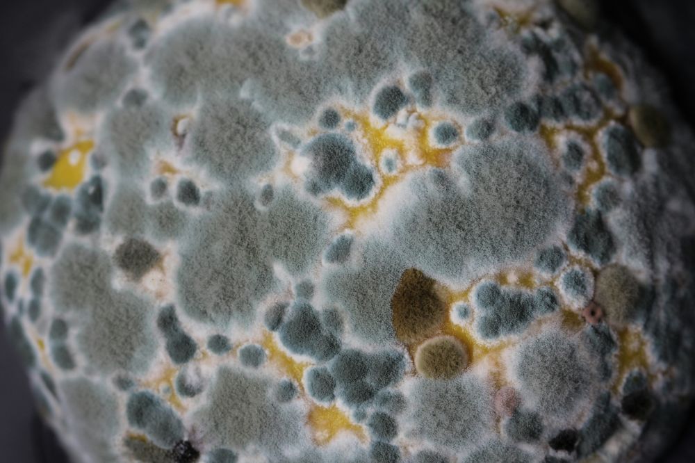 Mould fungus Aarhus