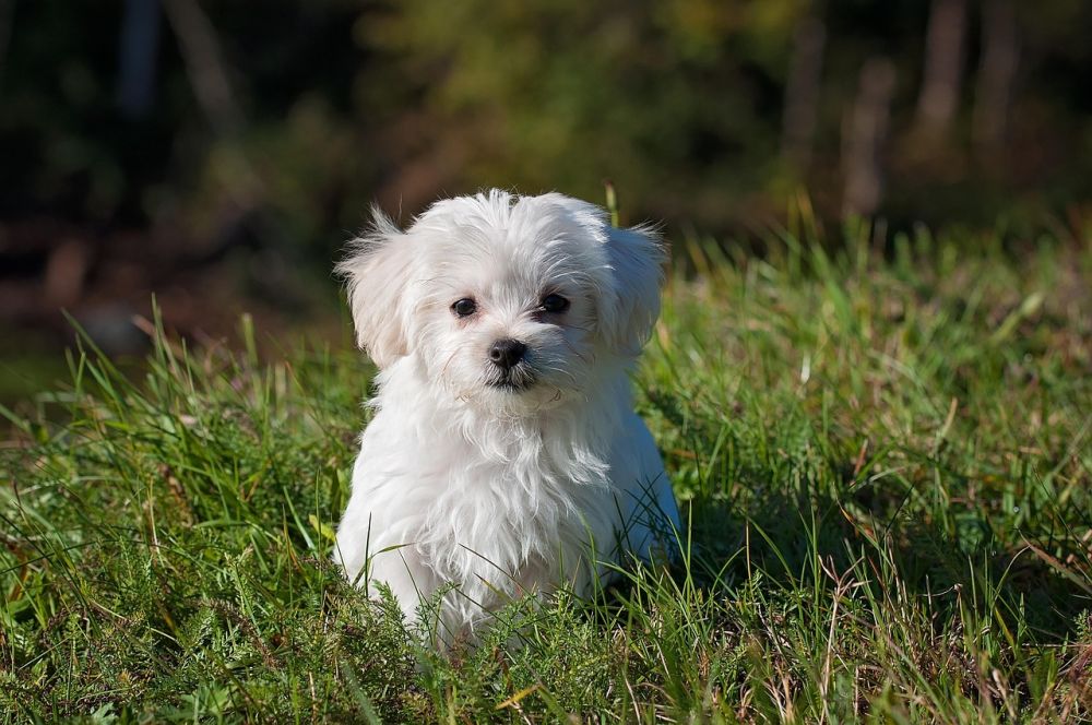 relocation dog rogaland