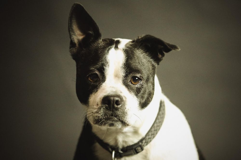 relocation dog stavanger