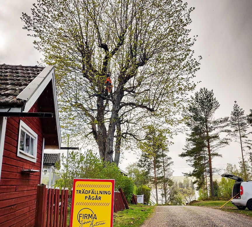 tree felling västerås