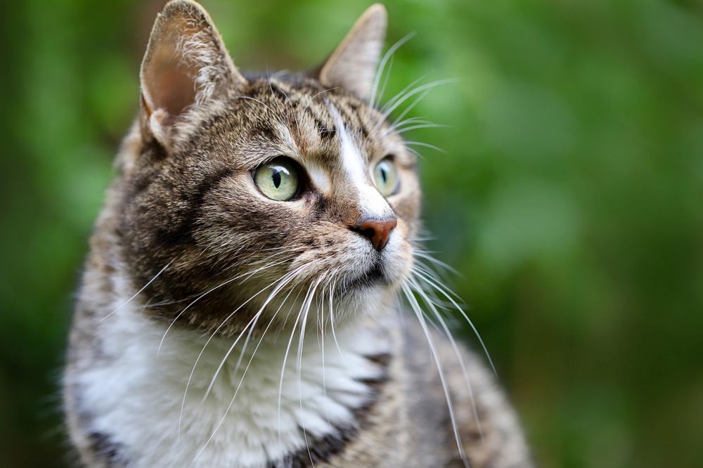 Adopt a cat