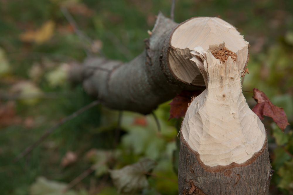 tree felling Ystad