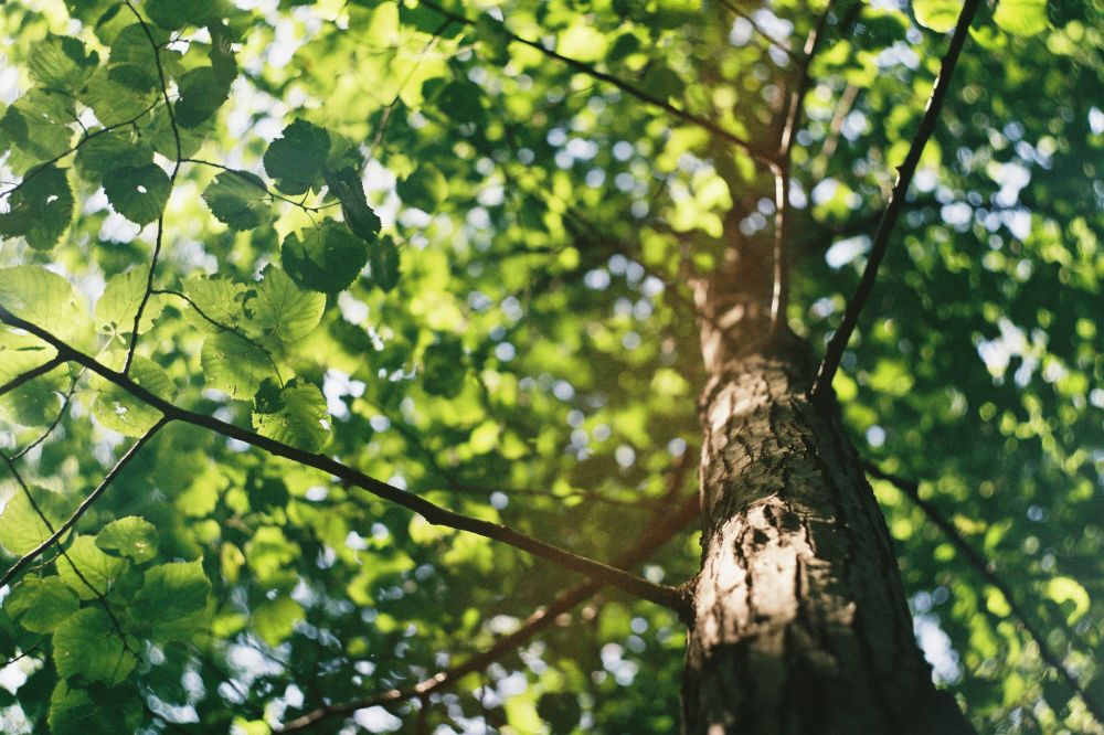 arborist Ystad