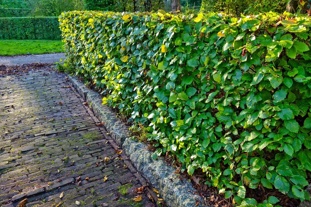 hedge trimming Ystad