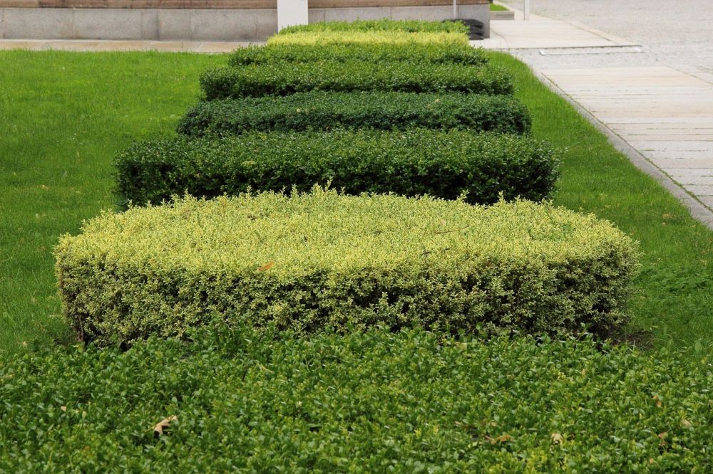 hedge trimming Ystad