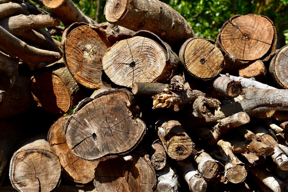 pruning fruit trees Skurup