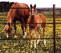 Electric fence horse Uppsala