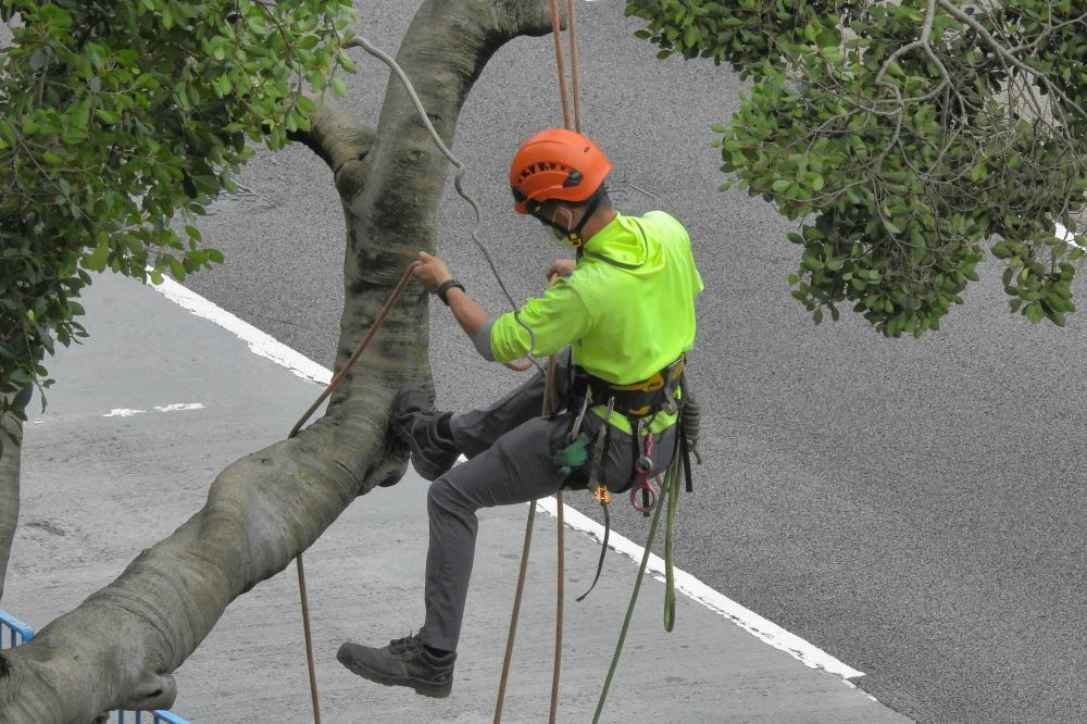 Arborist Täby