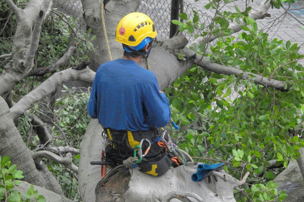 Arborist Täby